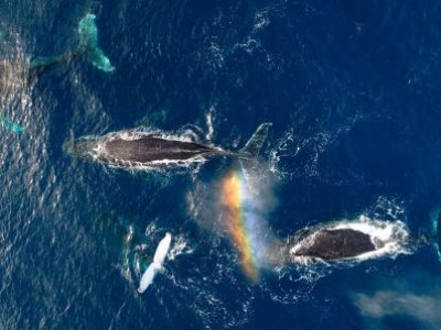 An aerial photo of a pod of whales in dark blue water, with part of a rainbow visible.